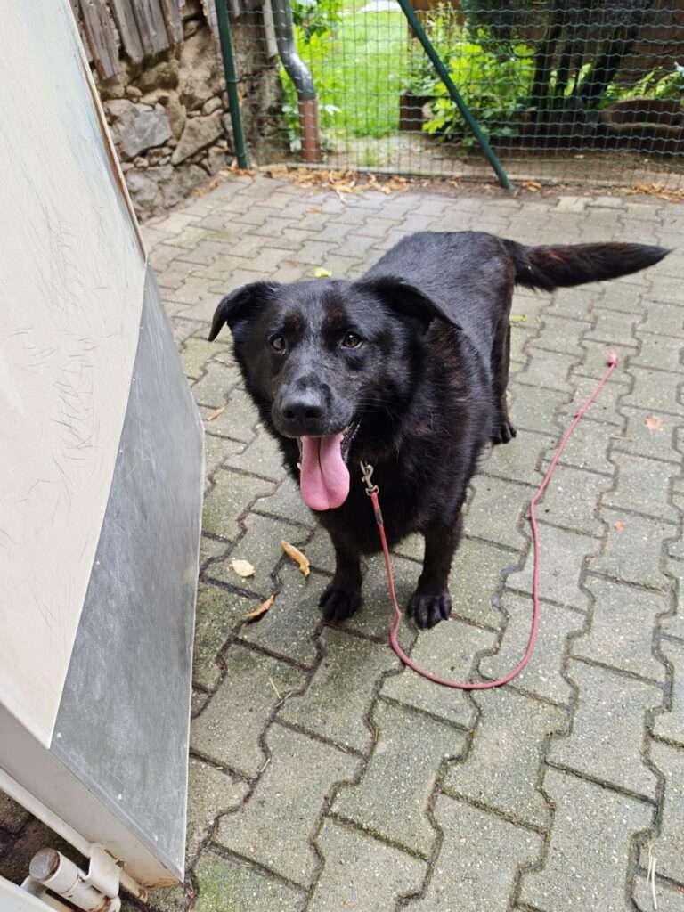 Nels_98_26 (15) Hund Nels Zuhause gesucht Tierheim Hoffnung für Tiere Tierhoffnung