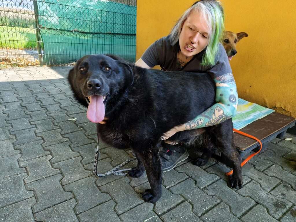 Nels_98_26 (16) Hund Nels Zuhause gesucht Tierheim Hoffnung für Tiere Tierhoffnung