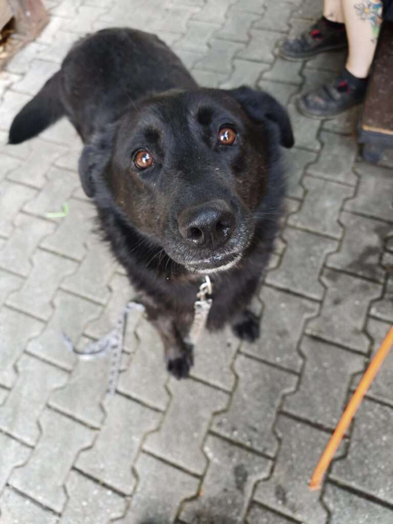 Nels_98_26 (19) Hund Nels Zuhause gesucht Tierheim Hoffnung für Tiere Tierhoffnung