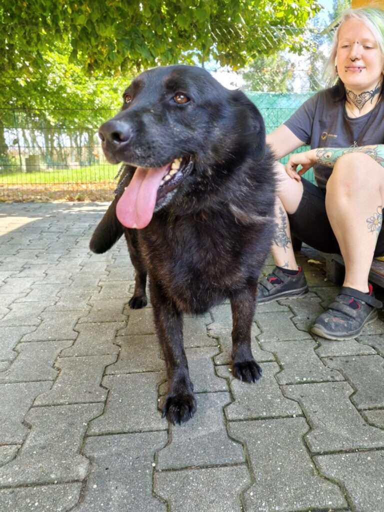 Nels_98_26 (23) Hund Nels Zuhause gesucht Tierheim Hoffnung für Tiere Tierhoffnung