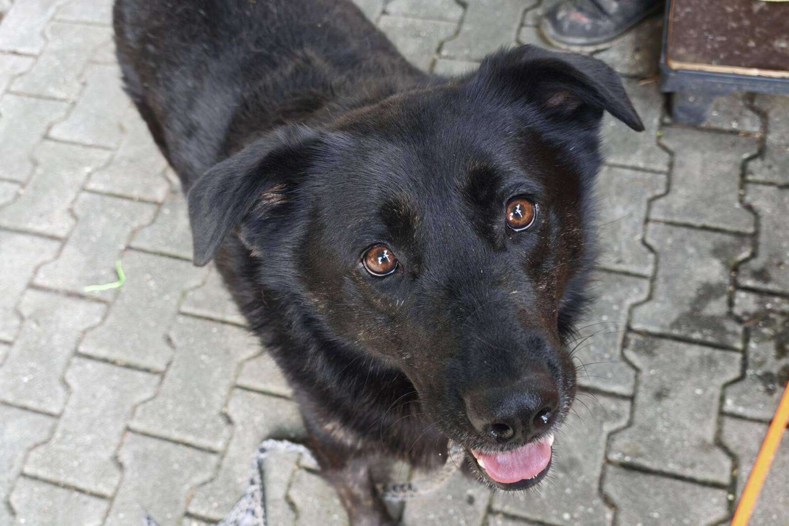 Hund Nels Zuhause gesucht Tierheim Hoffnung für Tiere Tierhoffnung