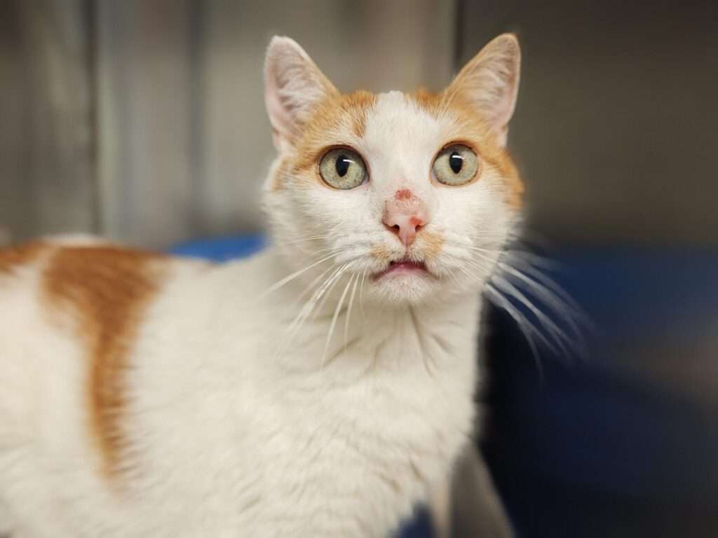 Oskar_97_26 (1) Katze Oskar Zuhause gesucht Tierheim Hoffnung für Tiere