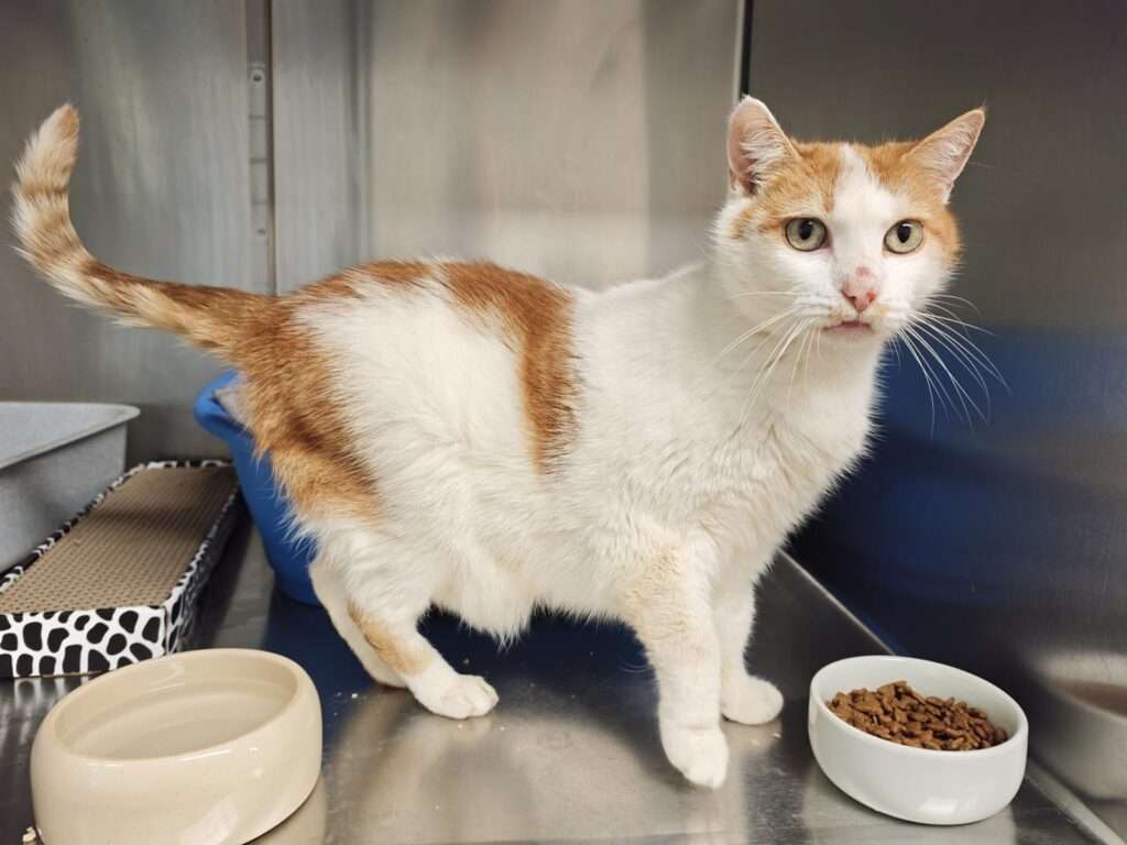 Oskar_97_26 (13) Katze Oskar Zuhause gesucht Tierheim Hoffnung für Tiere