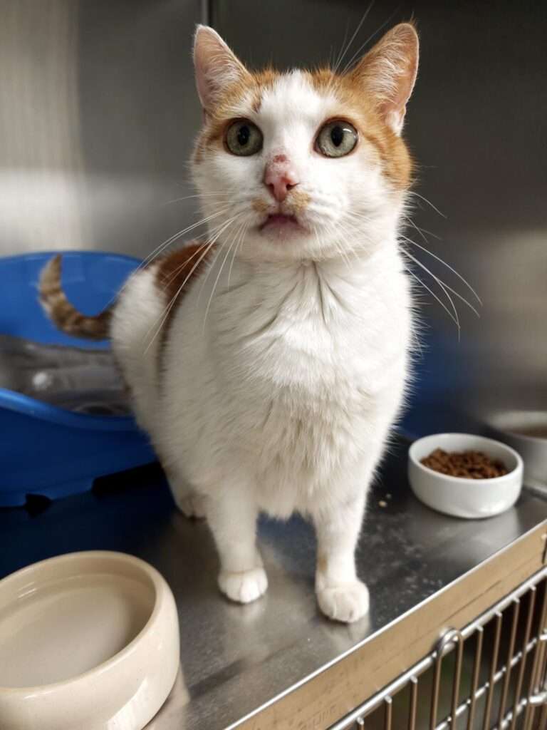 Oskar_97_26 (7) Katze Oskar Zuhause gesucht Tierheim Hoffnung für Tiere