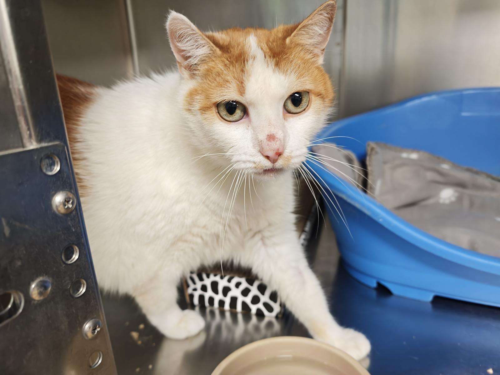 Katze Oskar Zuhause gesucht Tierheim Hoffnung für Tiere