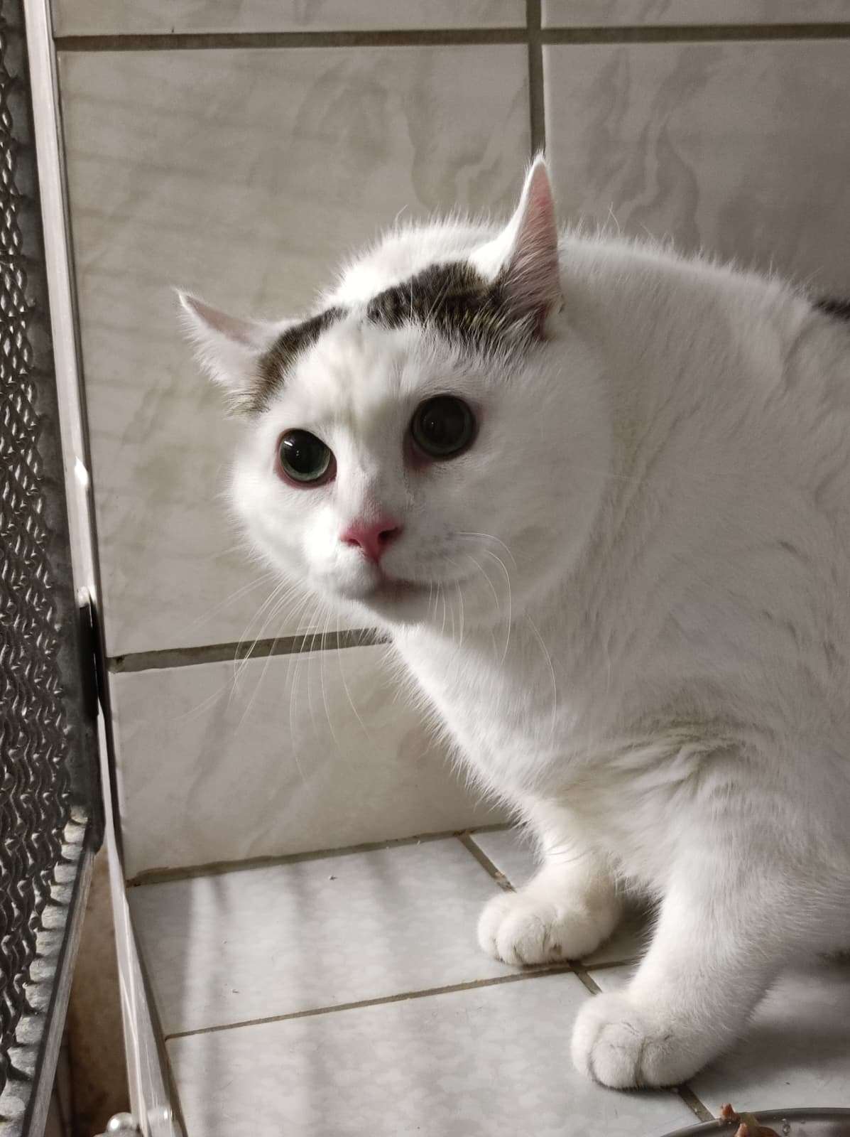 Verwahrkatze