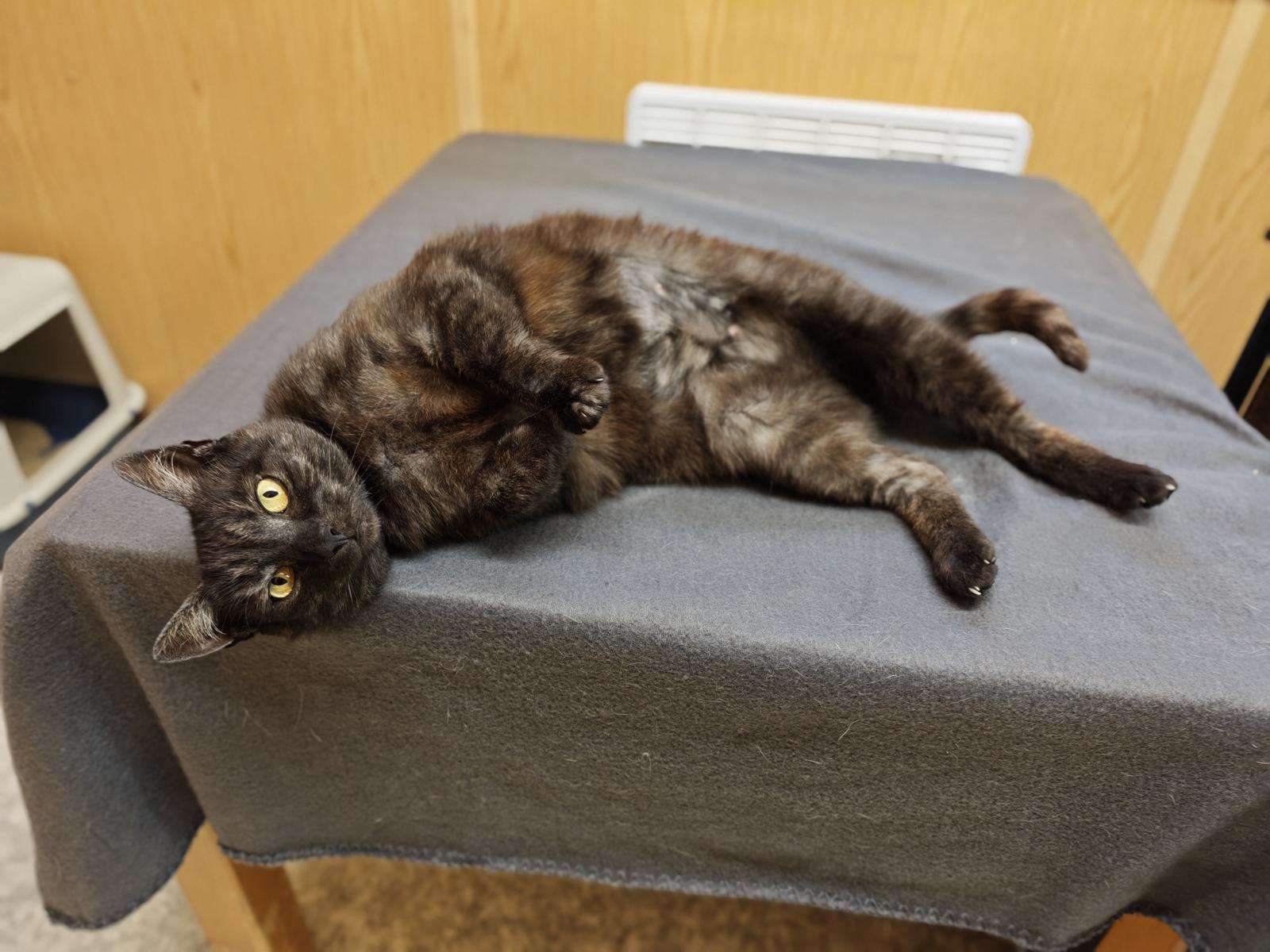 Katze Vitani Zuhause gesucht Tierheim Hoffnung für Tiere