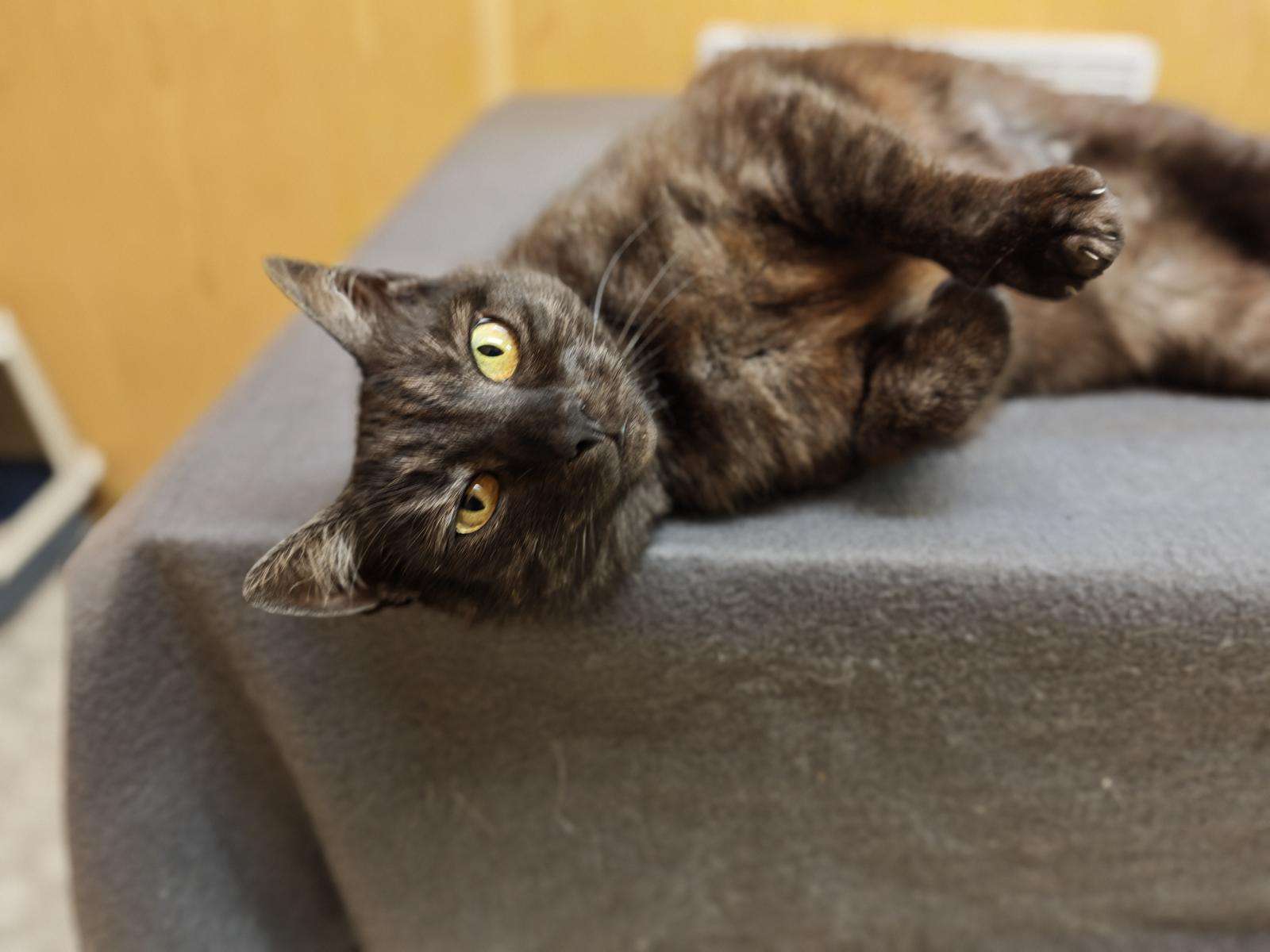 Katze Vitani Zuhause gesucht Tierheim Hoffnung für Tiere