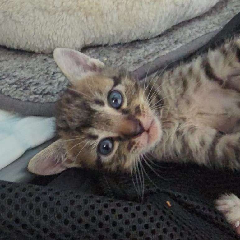 Junge1_G Start-ins-Leben-Paten gesucht Katzenkind