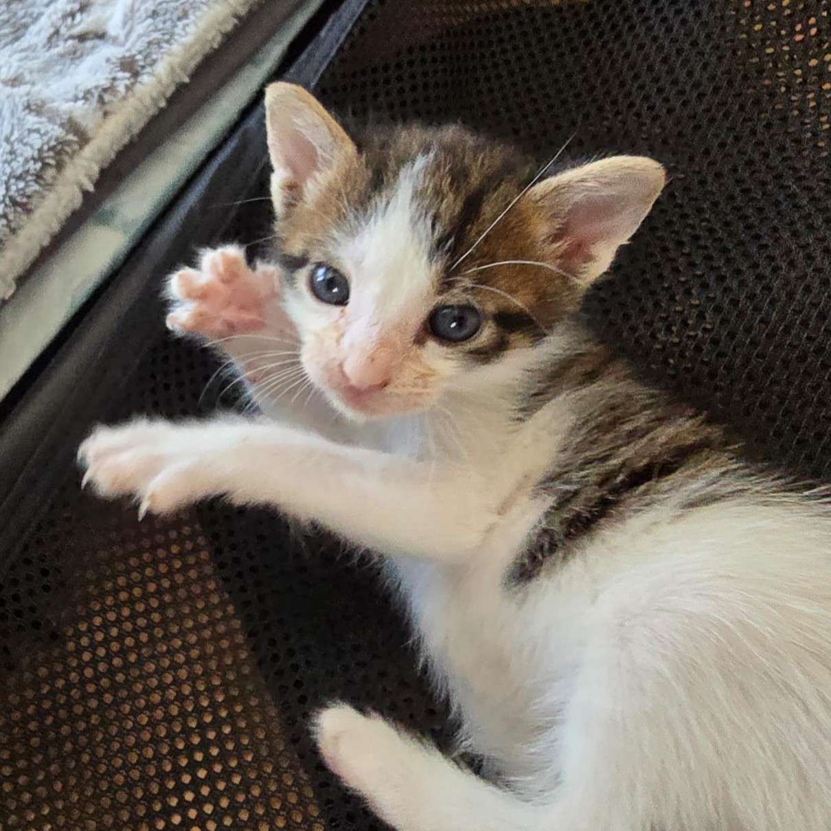 Junge2_G Start-ins-Leben-Paten gesucht Katzenkind