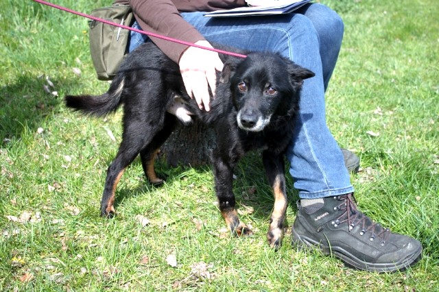 Opi namenlos Hund aus Polen sucht Aufnahmepaten