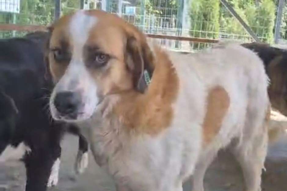 Hund Bailey Aufnahmepaten gesucht Tierheim Smeura Hoffnung für Tiere