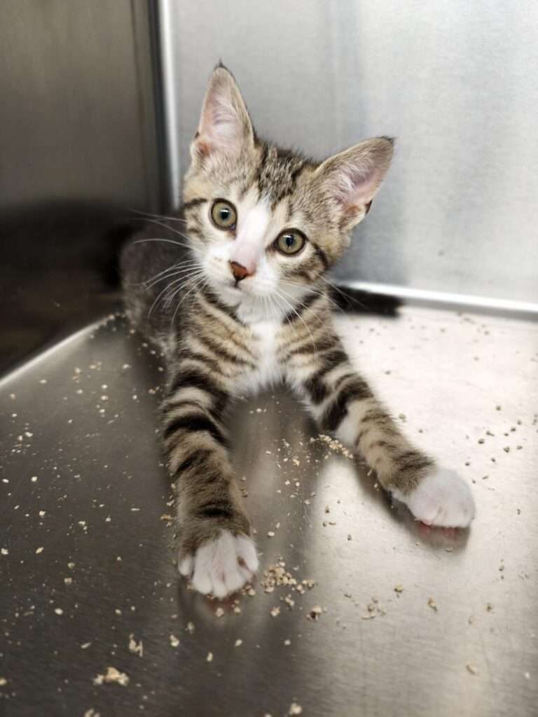 Katze Carlo Zuhause gesucht Tierheim Hoffnung für Tiere Tierhoffnung