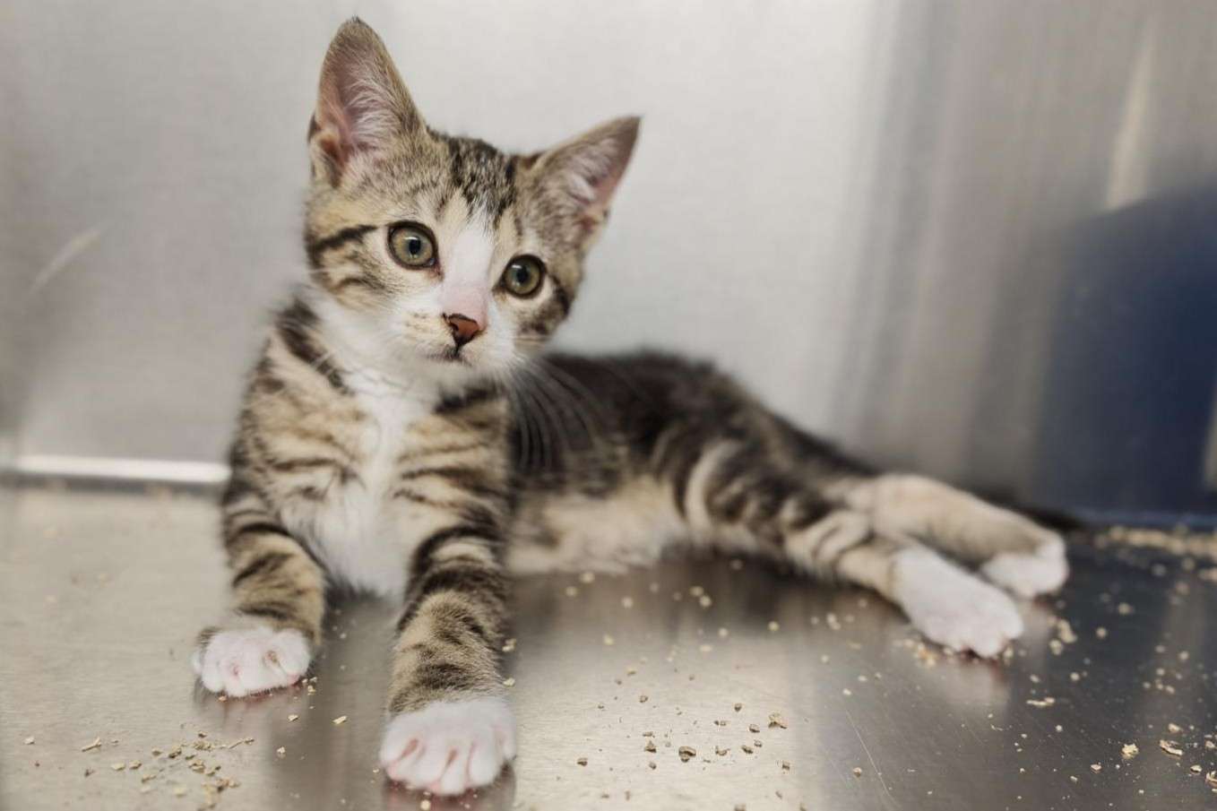 Katze Carlo Zuhause gesucht Tierheim Hoffnung für Tiere Tierhoffnung