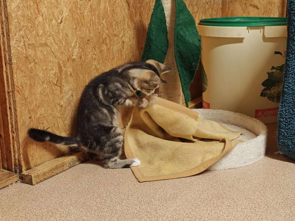 Katze Carlo Zuhause gesucht Tierheim Hoffnung für Tiere Tierhoffnung