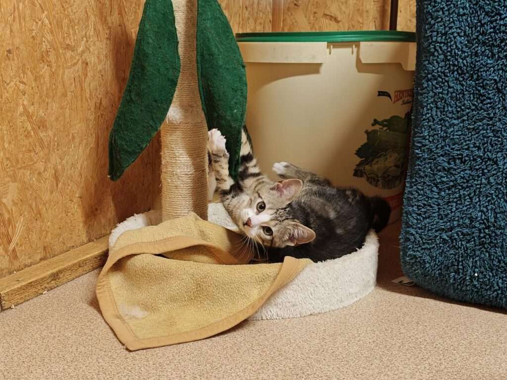 Katze Carlo Zuhause gesucht Tierheim Hoffnung für Tiere Tierhoffnung