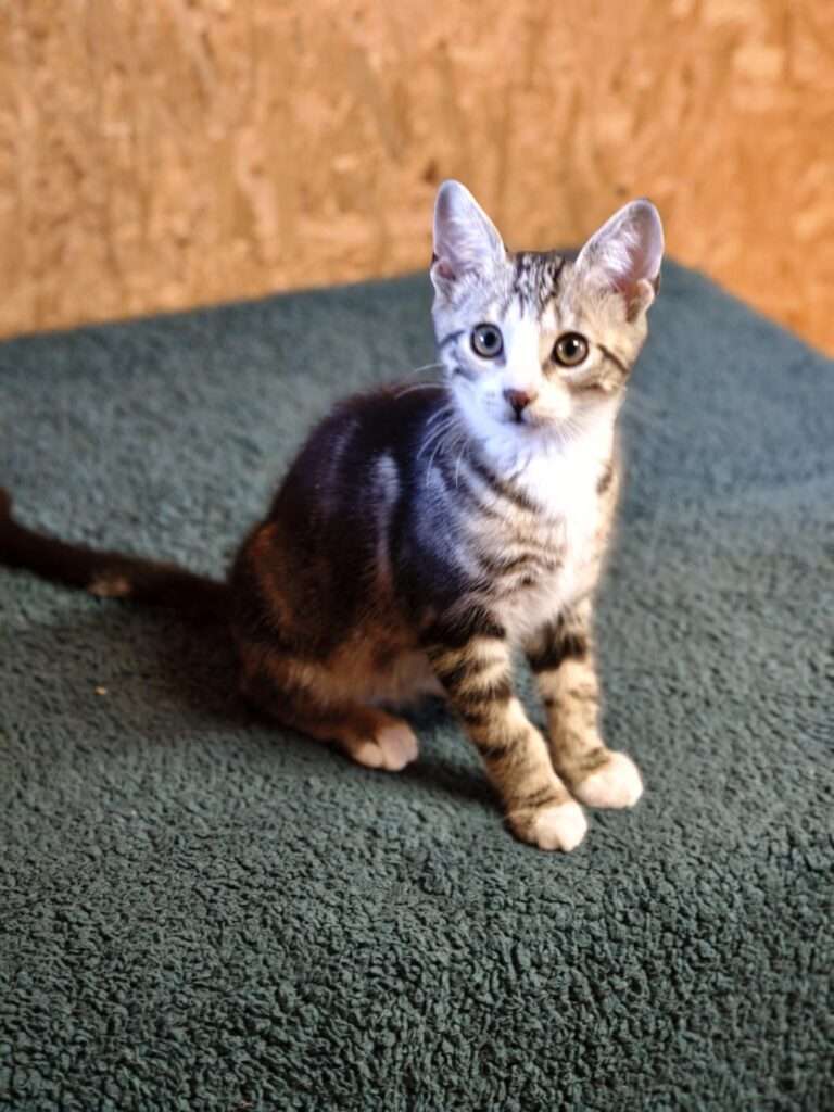 Katze Carlo Zuhause gesucht Tierheim Hoffnung für Tiere Tierhoffnung
