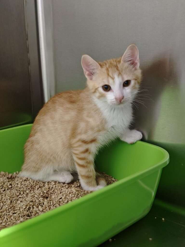 Casper_77_26 (4) Katze Casper Zuhause gesucht Tierheim Hoffnung für Tiere Tierhoffnung