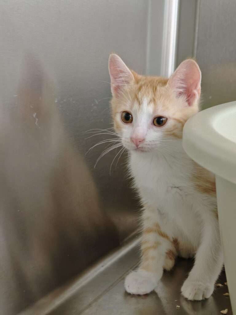 Casper_77_26 (6) Katze Casper Zuhause gesucht Tierheim Hoffnung für Tiere Tierhoffnung