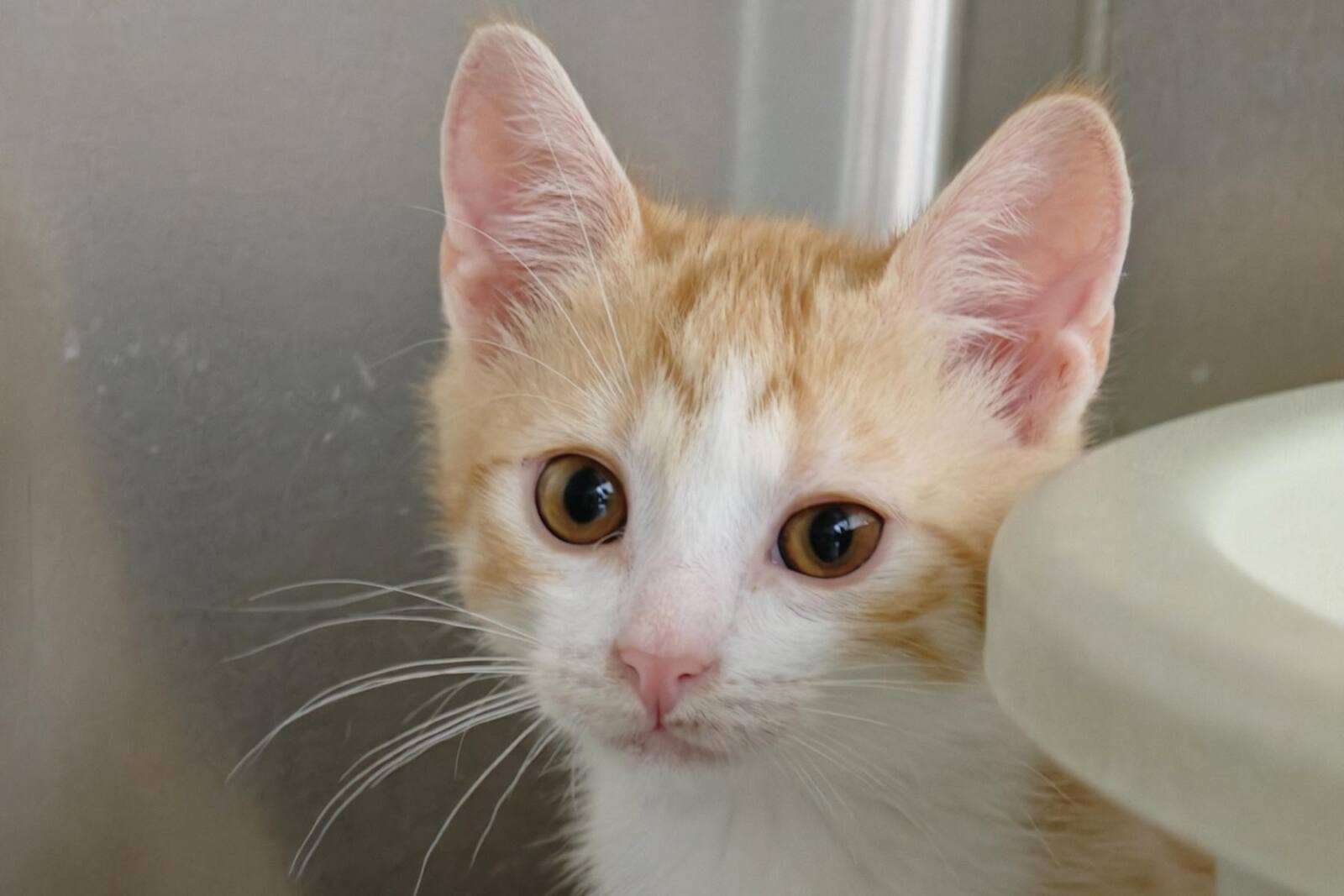 Katze Casper Zuhause gesucht Tierheim Hoffnung für Tiere Tierhoffnung