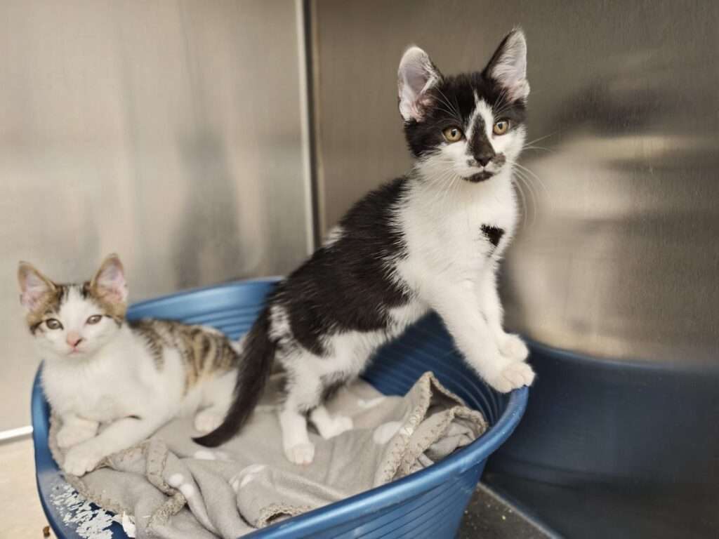 Dexter_81_26 (1) Kater Dexter Zuhause gesucht Tierheim Hoffnung für Tiere