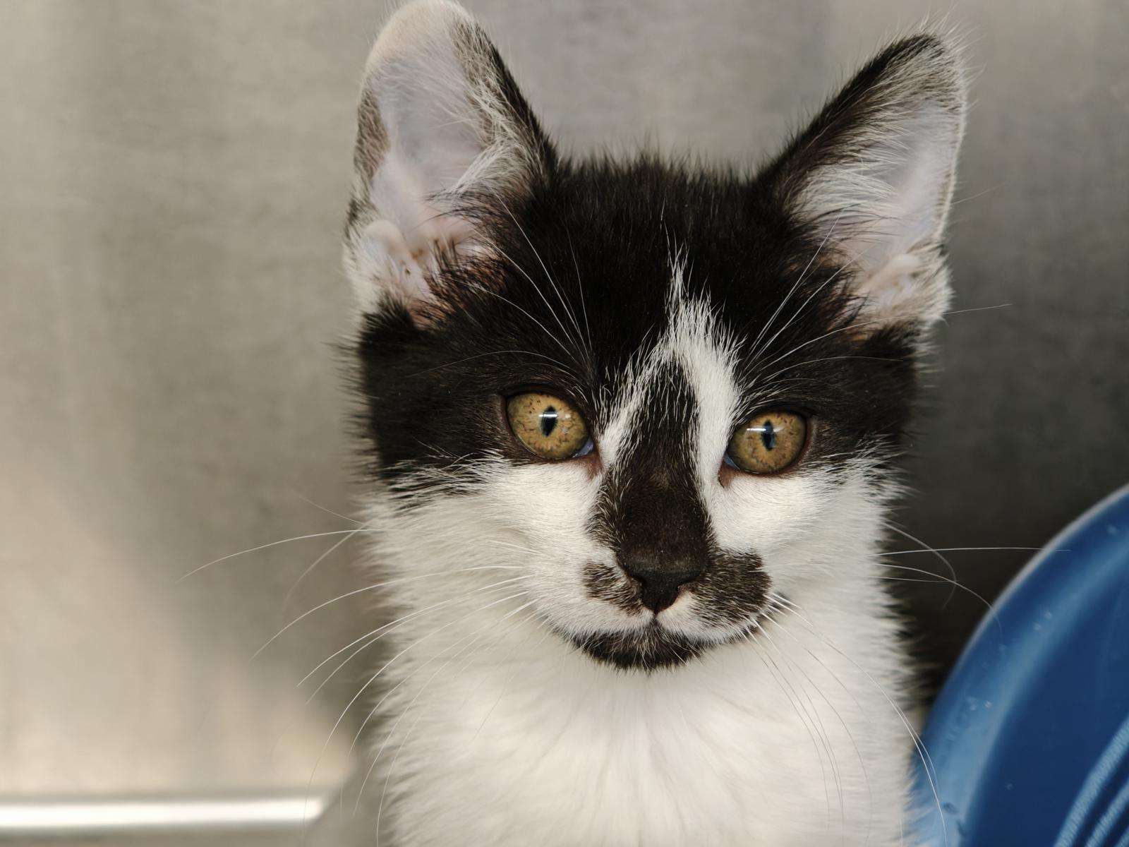 Kater Dexter Zuhause gesucht Tierheim Hoffnung für Tiere