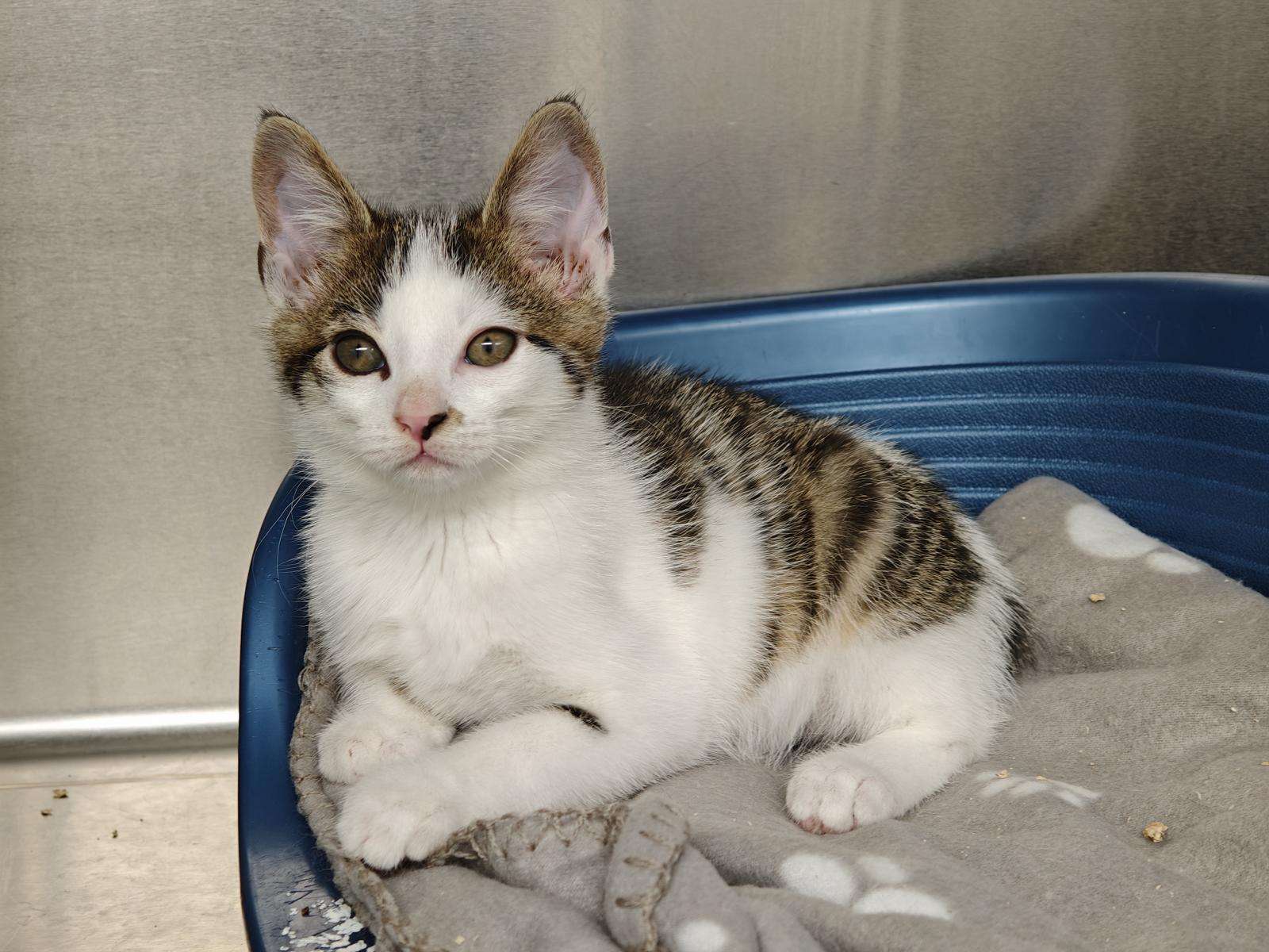 Kater Diego Zuhause gesucht Tierheim Hoffnung für Tiere