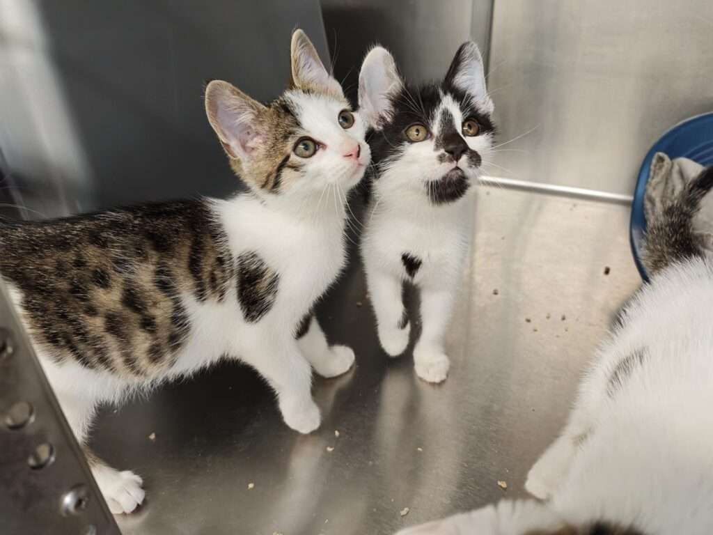 Diego_Dexter Kater Diego Zuhause gesucht Tierheim Hoffnung für Tiere