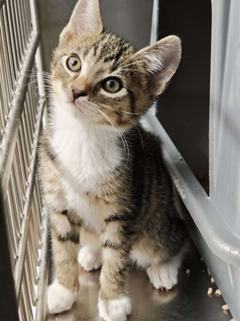 Kater Dino Zuhause gesucht Tierheim Hoffnung für Tiere