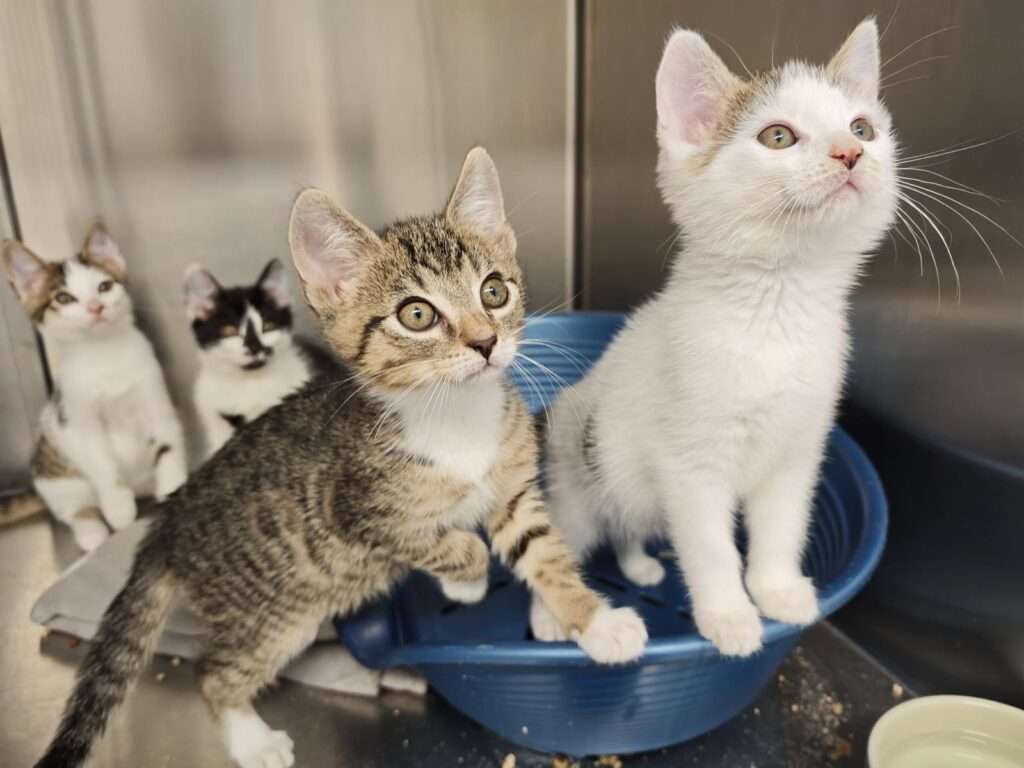 Kater Dino Zuhause gesucht Tierheim Hoffnung für Tiere