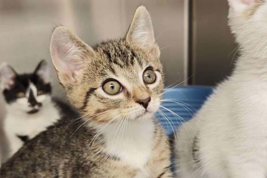 Kater Dino Zuhause gesucht Tierheim Hoffnung für Tiere