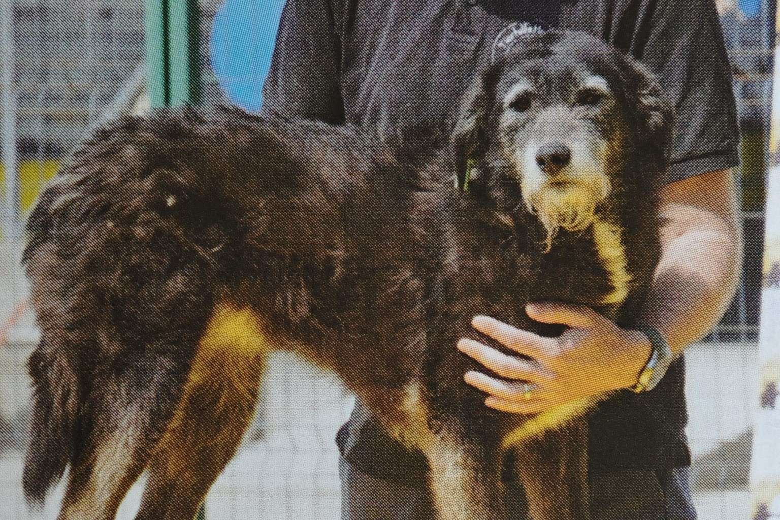 Hund Edna Aufnahmepaten gesucht Tierheim Smeura Hoffnung für Tiere