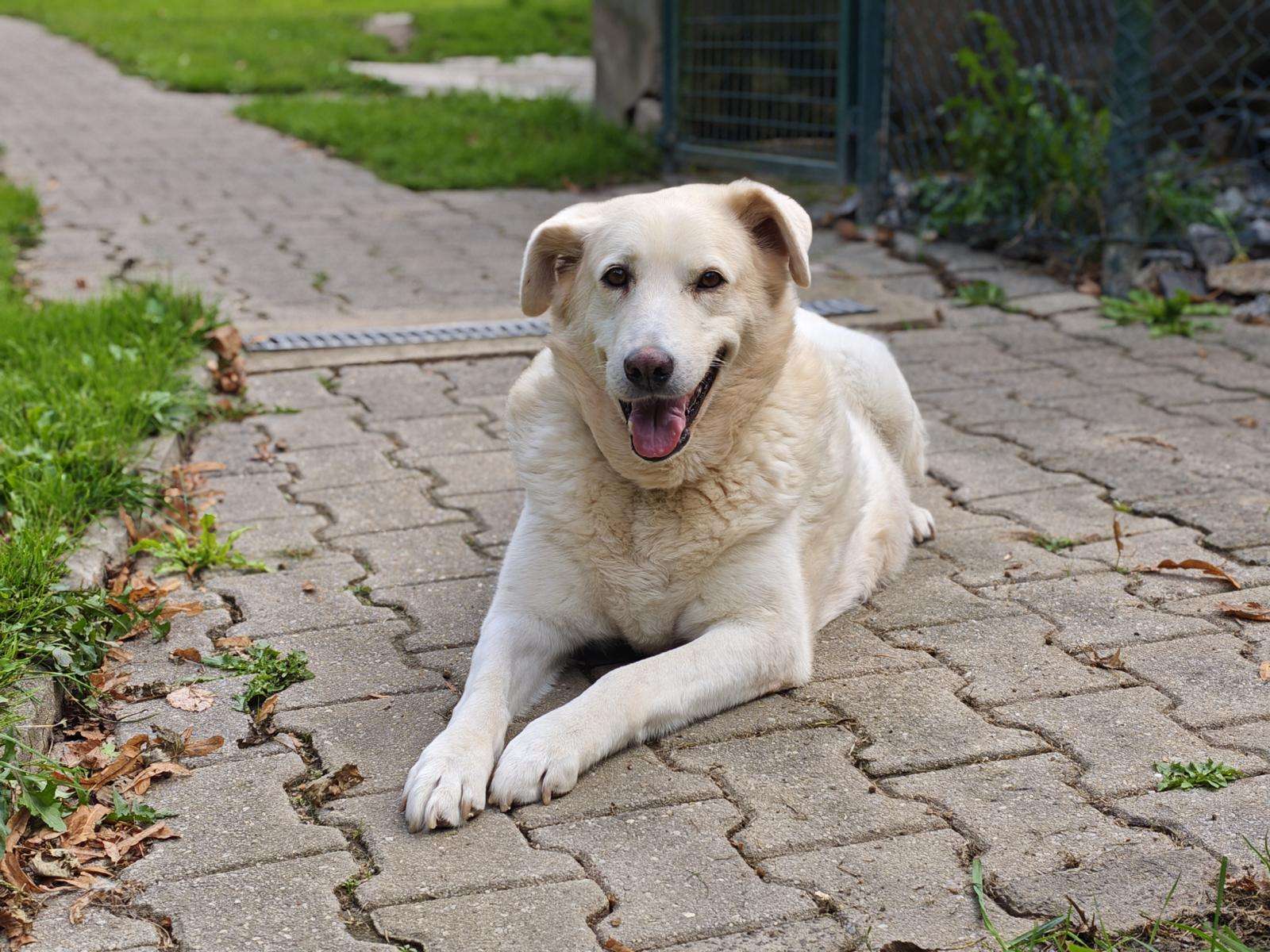 Hund Martha, Mischling – TSV Hoffnung für Tiere e. V.