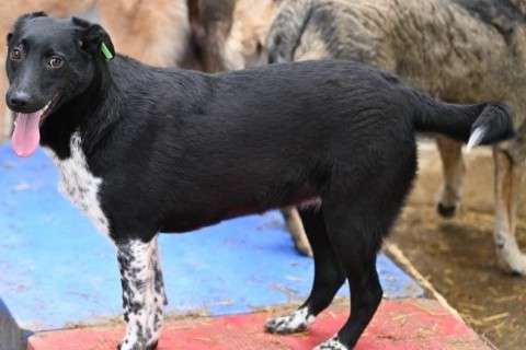 Hund Mau Aufnahmepatenschaft gesucht Smeura Tierheim Hoffnung für Tiere