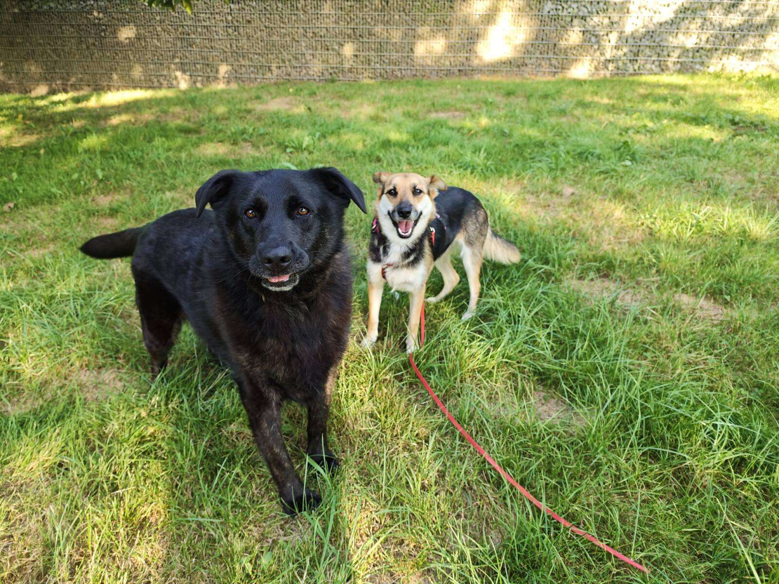 Nels und Dilma Zuhause gesucht Tierheim Hoffnung für Tiere