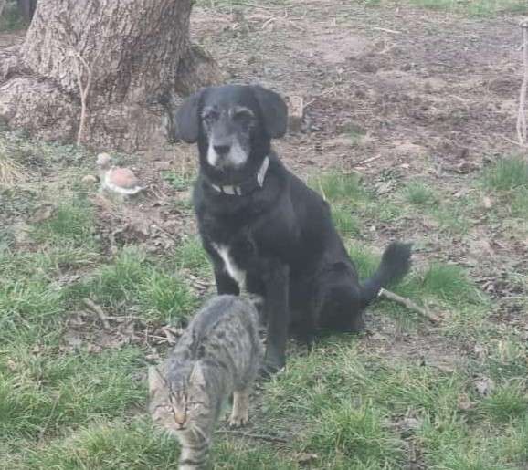 Oskar Hund vermisst