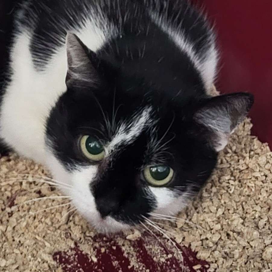Nova