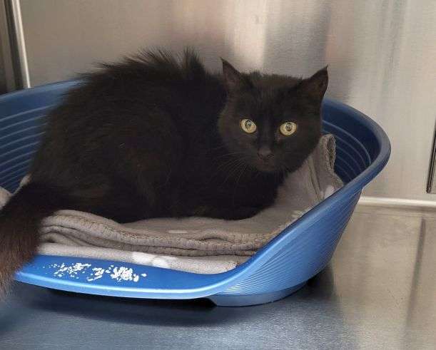 Fundkatze Laußnitz Ursula