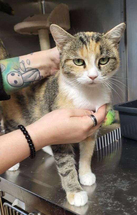 Katze Doris