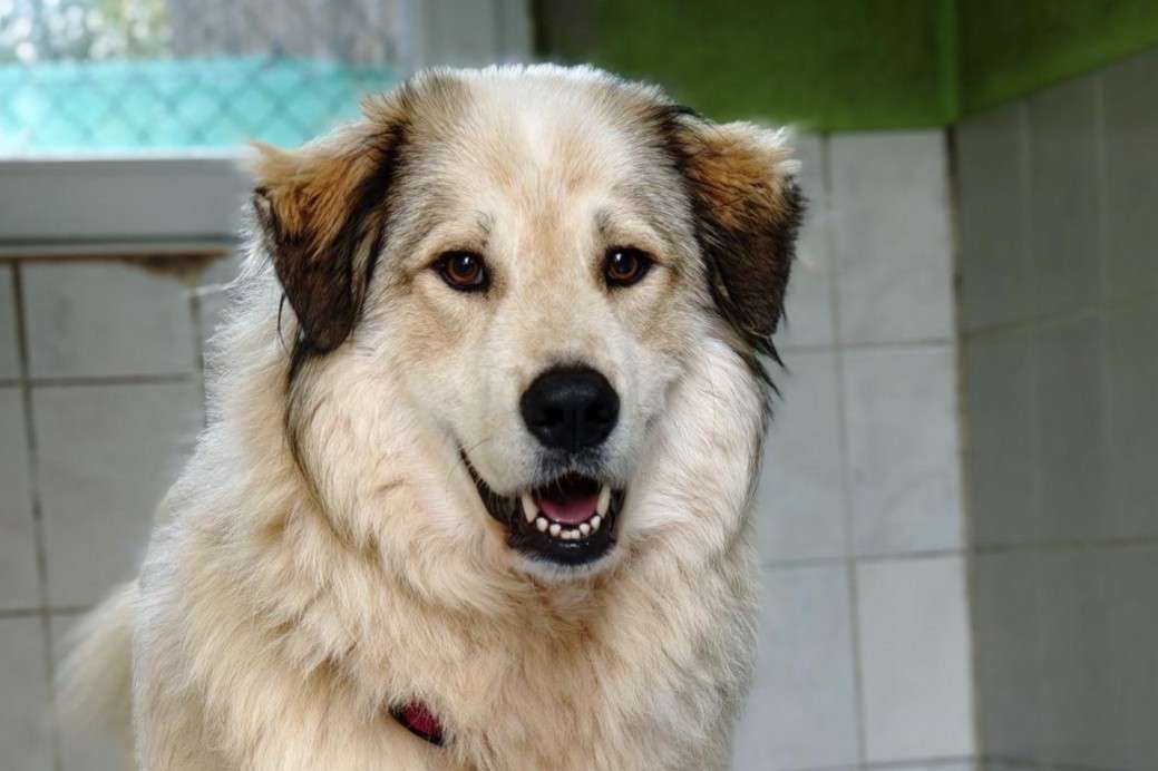 Hund Autheya Zuhause gesucht Tierheim Hoffnung für Tiere