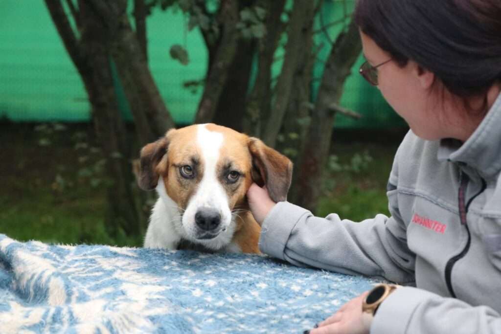 Hund Bailey Zuhause gesucht Tierheim Hoffnung für Tiere