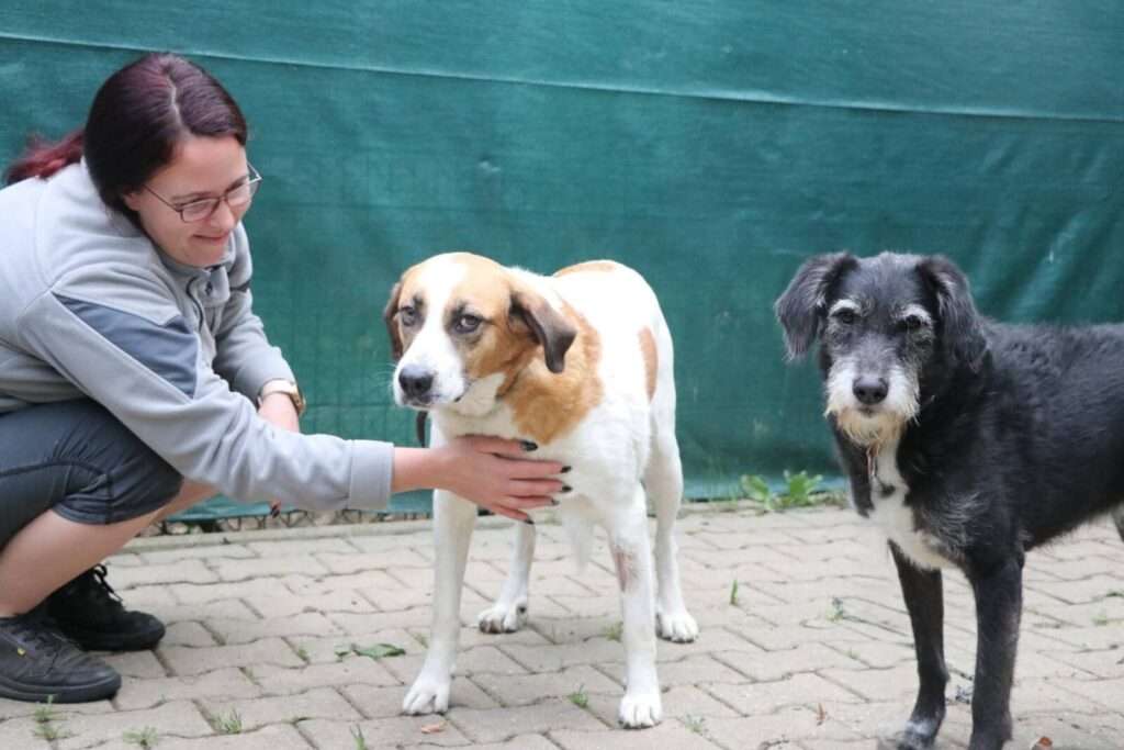 Hund Bailey Zuhause gesucht Tierheim Hoffnung für Tiere