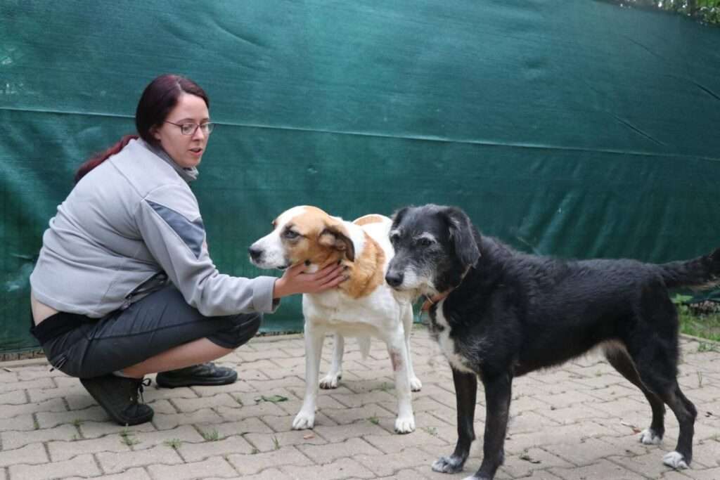 Hund Bailey Zuhause gesucht Tierheim Hoffnung für Tiere