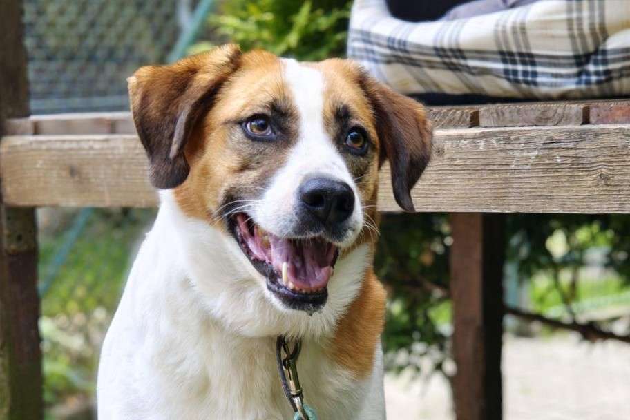 Hund Bailey Zuhause gesucht Tierheim Hoffnung für Tiere