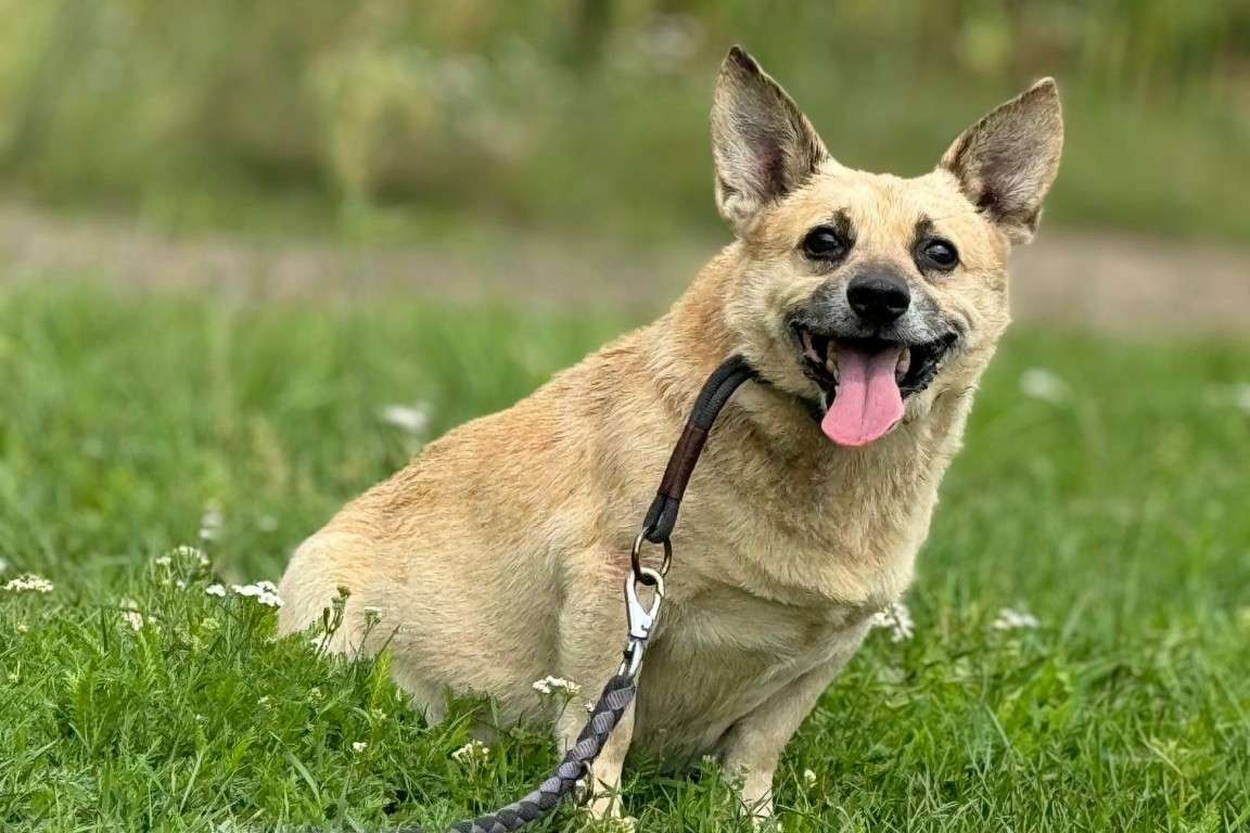 Hund Berlinek Aufnahmepatenschaft gesucht Tierheim Hoffnung für Tiere