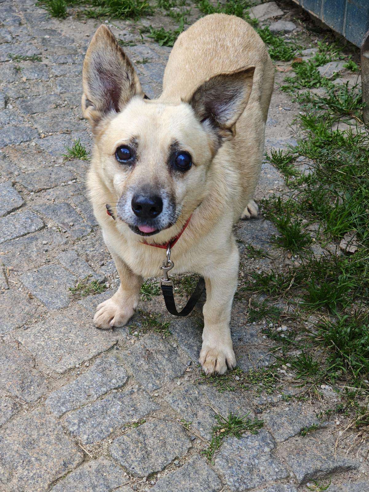 Hund Berlinek Zuhause gesucht Tierheim Hoffnung für Tiere