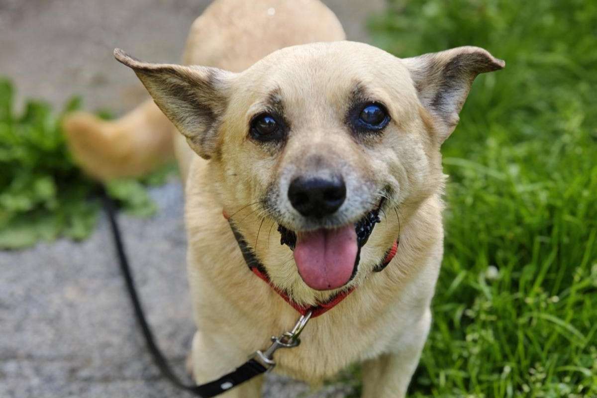 Hund Berlinek Zuhause gesucht Tierheim Hoffnung für Tiere