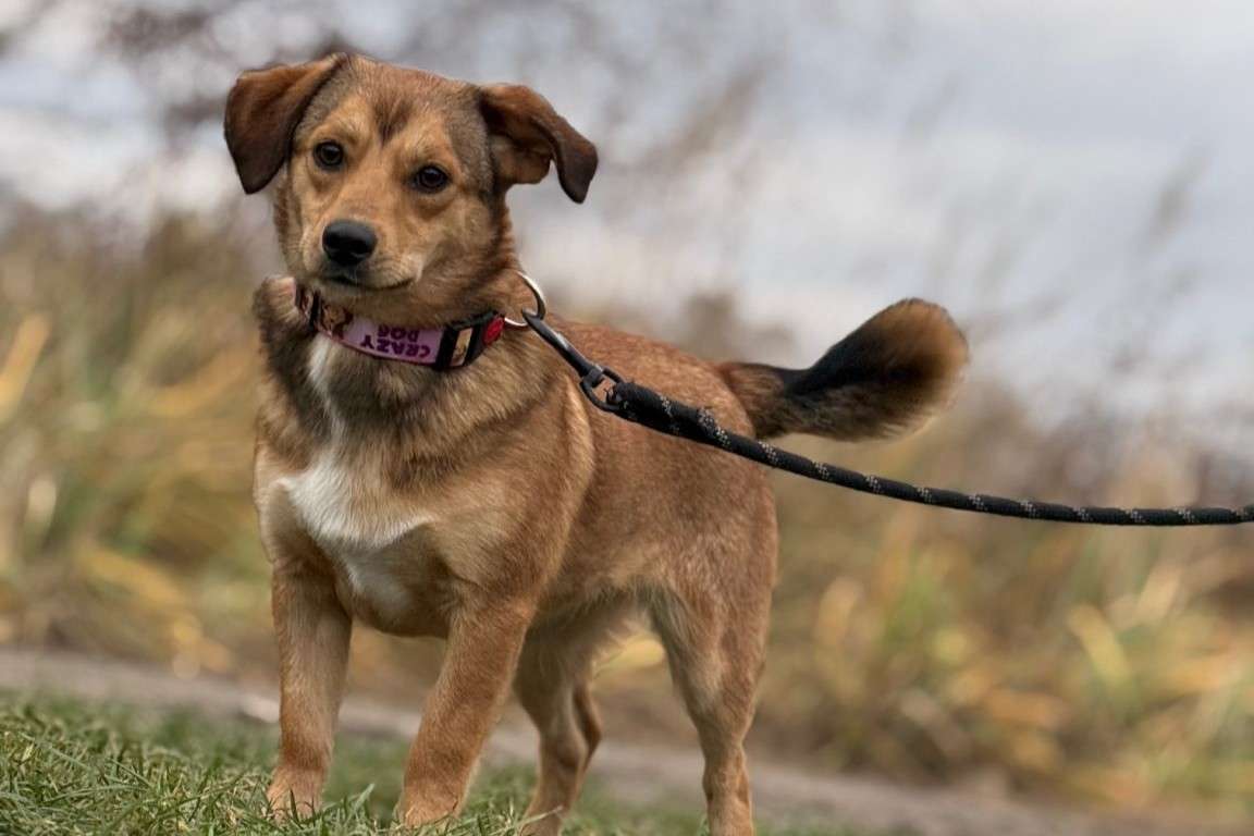 Hund Doris Aufnahmepatenschaft gesucht Tierheim Hoffnung für Tiere
