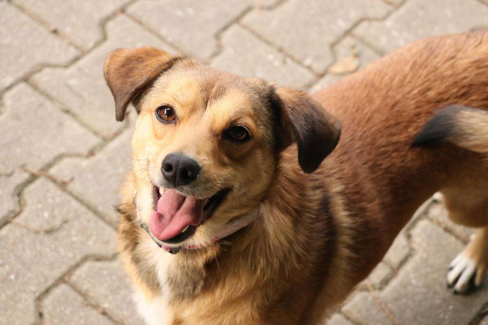Hund Doris Zuhause gesucht Tierheim Hoffnung für Tiere