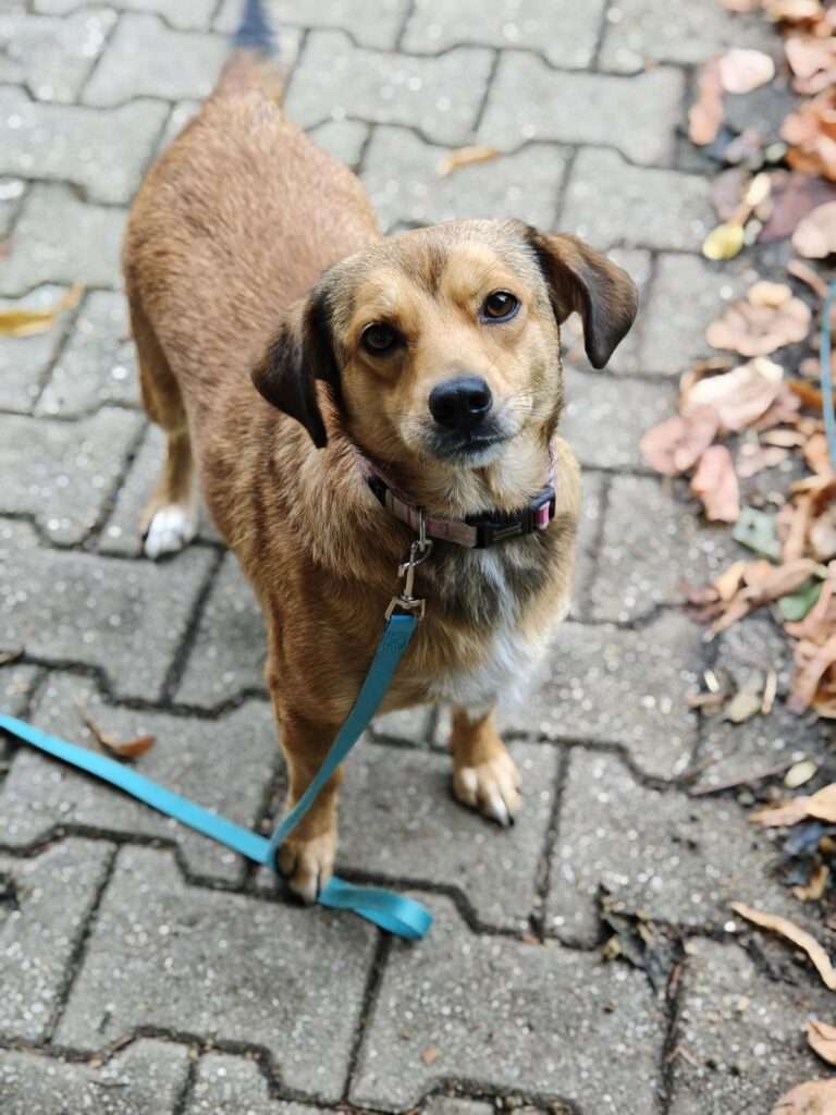 Doris_133_26 (22) Hund Doris Zuhause gesucht Tierheim Hoffnung für Tiere